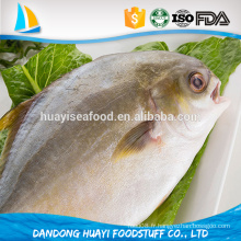 Frozen Golden Pompano Farm Raised Wholesale